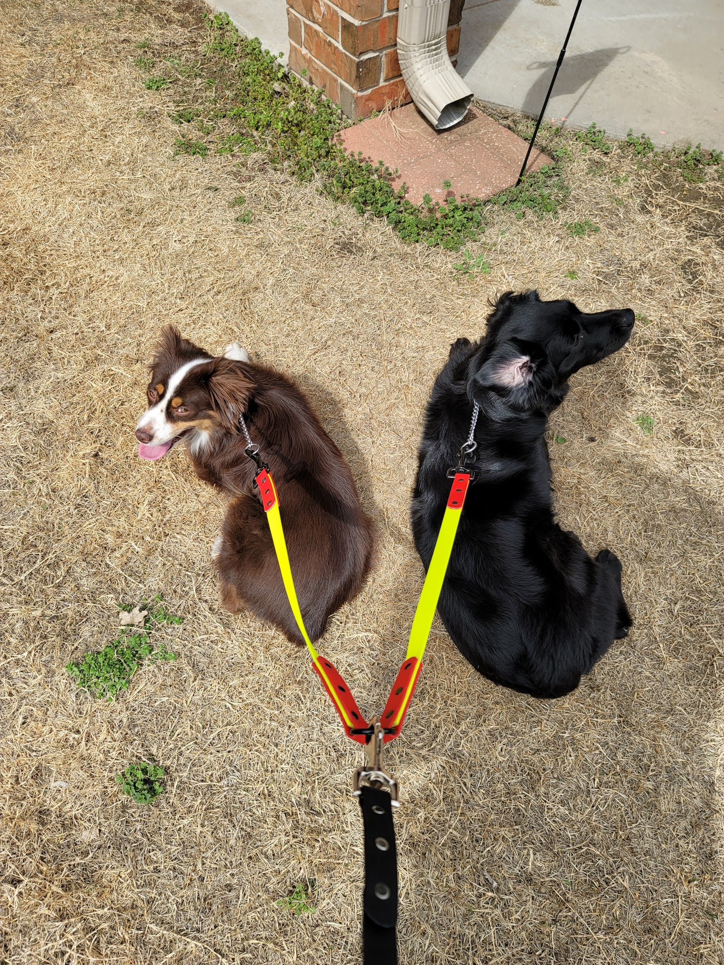 3/4" Two Tone BioThane® Leash Splitter