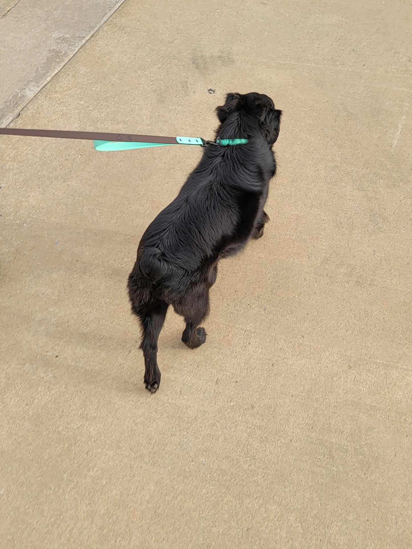 3/4" Two Tone BioThane® Dog Leash With Built in Traffic Handle