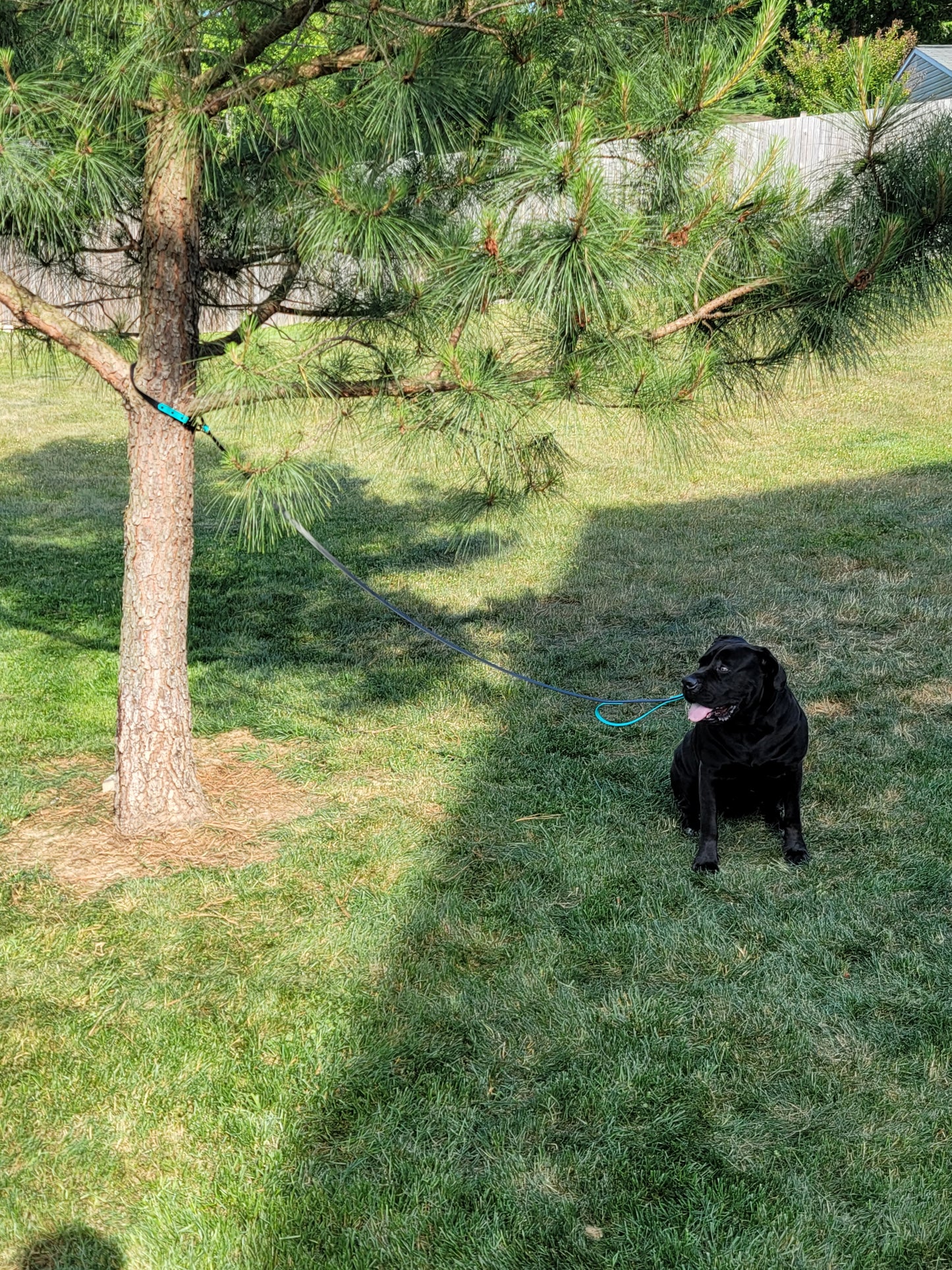 3/4" Two Tone BioThane® Hands Free Leash with Built in Traffic Handle