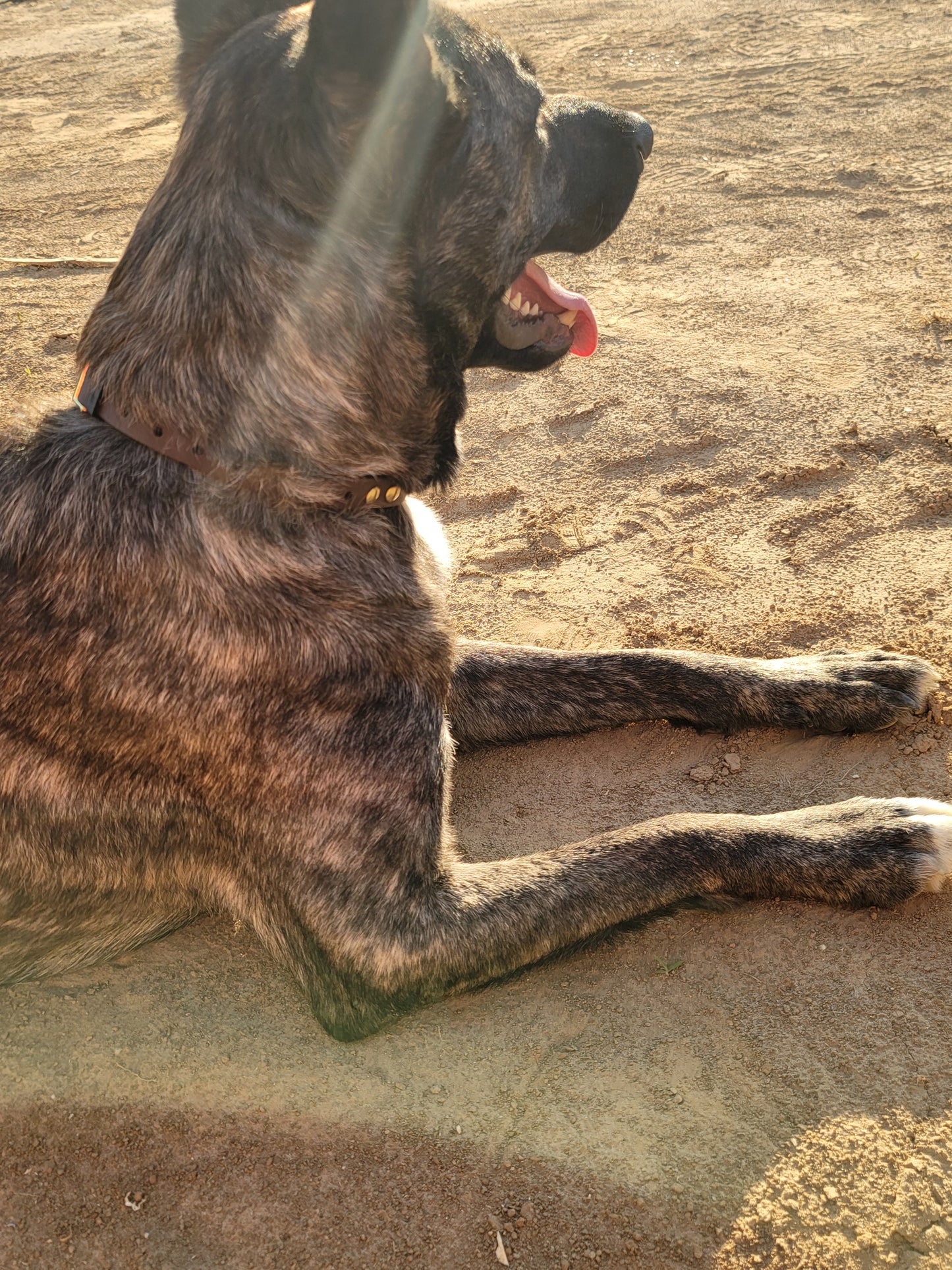 3/4" Two Tone Quick Release BioThane® Shock Collar Band